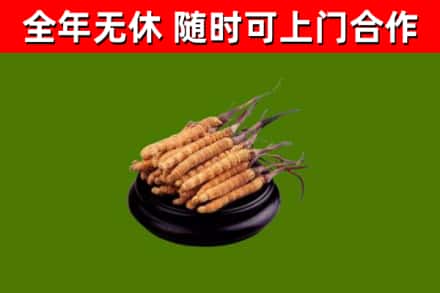 盐边回收冬虫夏草