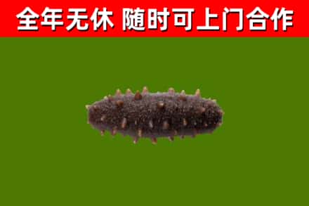 盐边回收海参干